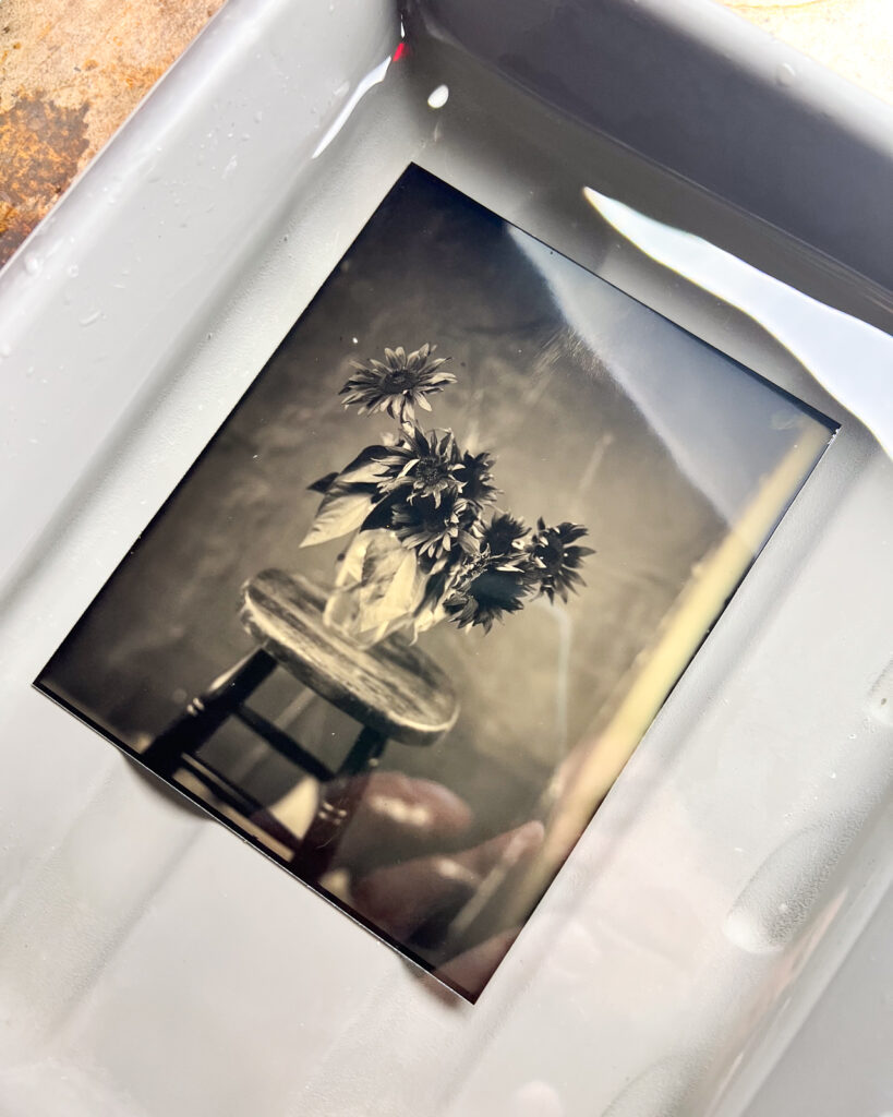 Zebra-Dry-Plate-Tintypes-example